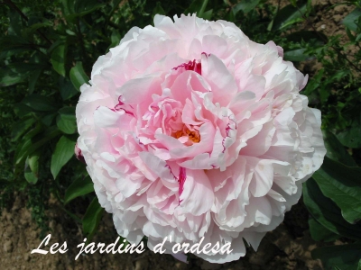 Paeonia reine hortense